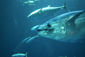 wild tuna in the ocean